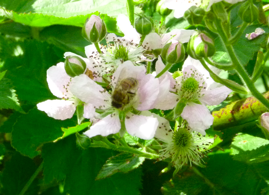 Butineuse sur fleur de ronces : par son déplacement de fleurs en fleurs, l'abeille est une actrice indispensable de la pollinisation.