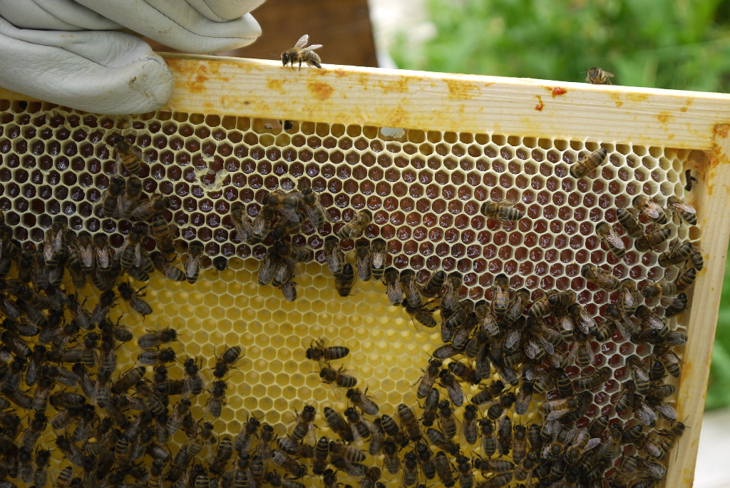 Un cadre de ruche : les abeilles cirières ont construit des alvéoles hexagonales en cire. Dans une zone centrale du cadre se développera le couvain : la reine viendra pondre des œufs qui se transformeront en larves puis en abeilles. En attendant, les abeilles nourricières ont commencé à faire des réserves de miel avec le nectar rapporté par les abeilles butineuses. Ces butineuses apporteront aussi du pollen. Toutes ces réserves sont disposées tout autour du futur couvain.