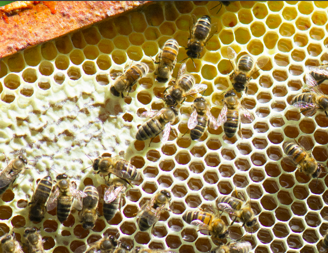 Le miel est encore trop humide : il risque de fermenter. En ventilant avec leur ailes, les abeilles vont faire baisser le taux d'humidité du miel. Lorsque ce taux a suffisamment baissé, les alvéoles sont alors scellées avec un opercule de cire (partie gauche de l'image)